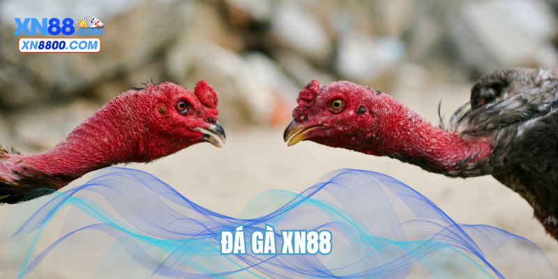 Đá gà XN88
